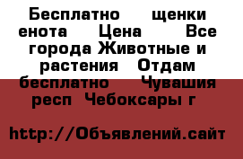 Бесплатно !!! щенки енота!! › Цена ­ 1 - Все города Животные и растения » Отдам бесплатно   . Чувашия респ.,Чебоксары г.